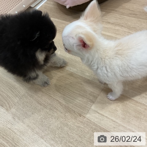 福岡県のチワワ(ロング) (ペットプラス 八幡東店/2025年12月24日生まれ/女の子/クリームホワイト)の子犬の4枚目の画像