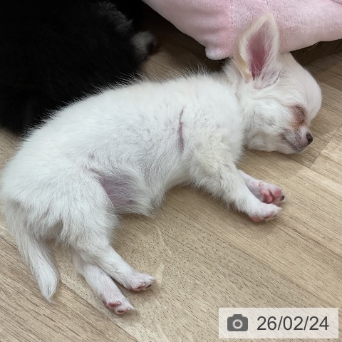 福岡県のチワワ(ロング) (ペットプラス 八幡東店/2025年12月24日生まれ/女の子/クリームホワイト)の子犬の3枚目の画像