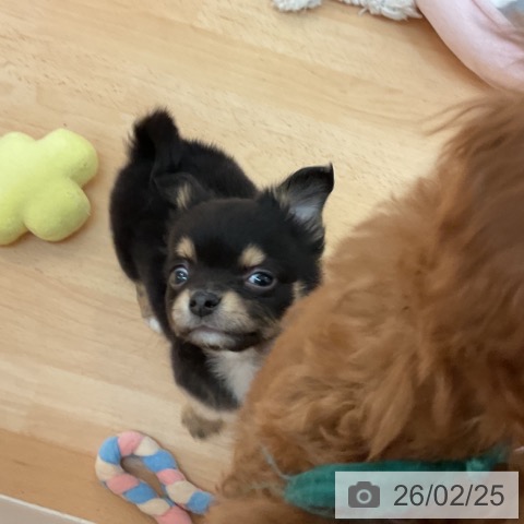 福岡県のチワワ(ロング) (ペットプラス 福岡伊都店/2025年12月25日生まれ/男の子/ブラックタンホワイト)の子犬の3枚目の画像