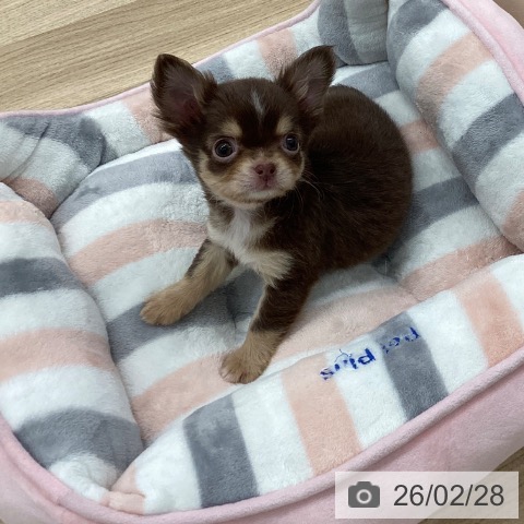 福岡県のチワワ(ロング) (ペットプラス 春日店/2025年12月25日生まれ/女の子/チョコレートタンホワイト)の子犬の4枚目の画像