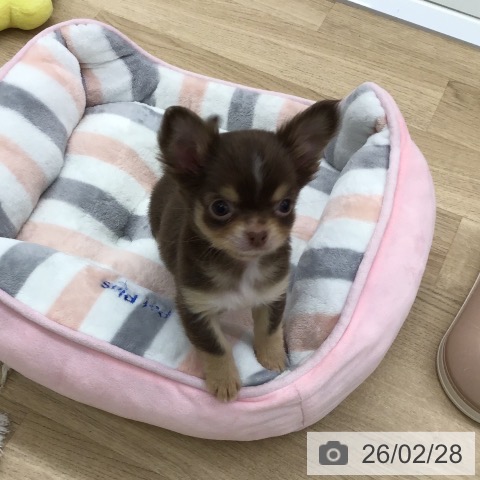 福岡県のチワワ(ロング) (ペットプラス 春日店/2025年12月25日生まれ/女の子/チョコレートタンホワイト)の子犬の3枚目の画像