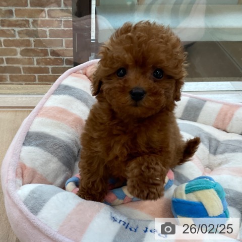 福岡県のトイプードル(トイ) (ペットプラス ららぽーと福岡店/2025年12月25日生まれ/女の子/レッド)の子犬の4枚目の画像