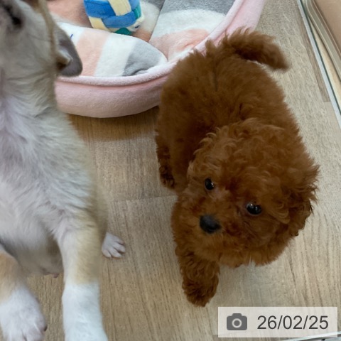福岡県のトイプードル(トイ) (ペットプラス ららぽーと福岡店/2025年12月25日生まれ/女の子/レッド)の子犬の3枚目の画像