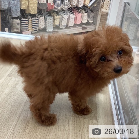 宮崎県のトイプードル(トイ) (ペットプラス 宮崎店/2025年12月25日生まれ/女の子/レッド)の子犬の4枚目の画像