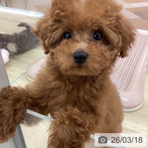 宮崎県のトイプードル(トイ) (ペットプラス 宮崎店/2025年12月25日生まれ/女の子/レッド)の子犬の3枚目の画像