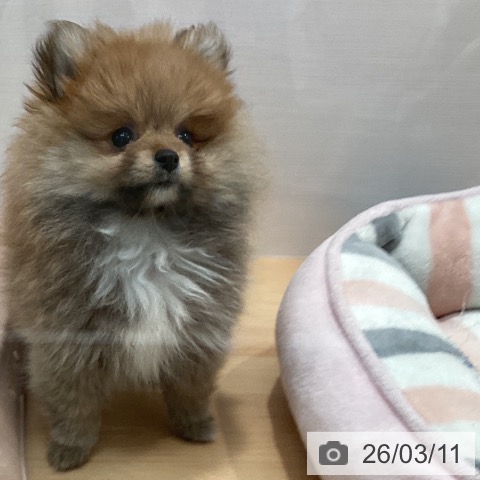 愛知県のポメラニアン (ペットプラス 名古屋茶屋店/2025年12月25日生まれ/女の子/オレンジ)の子犬の4枚目の画像