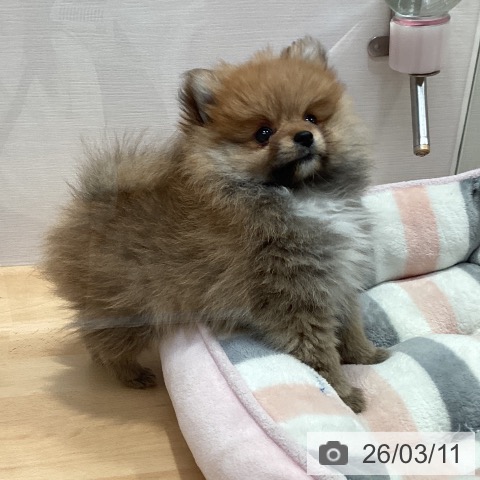 愛知県のポメラニアン (ペットプラス 名古屋茶屋店/2025年12月25日生まれ/女の子/オレンジ)の子犬の3枚目の画像