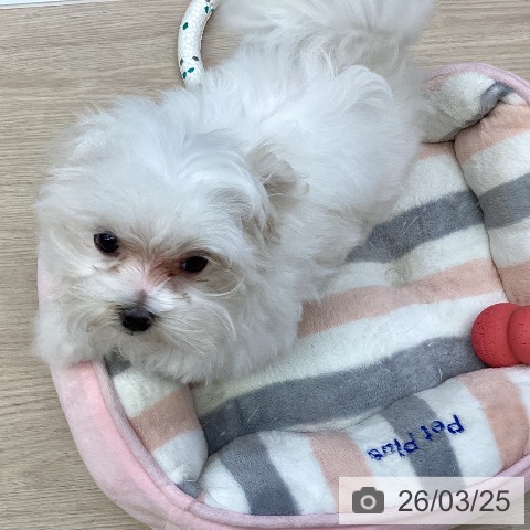 沖縄県のマルチーズ (ペットプラス 沖縄ライカム店/2025年12月24日生まれ/男の子/ホワイト)の子犬の4枚目の画像