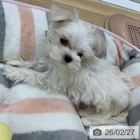 愛知県のマルチーズ (ペットプラス mozoワンダーシティ店/2025年12月24日生まれ/男の子/ホワイト)の子犬の4枚目の画像