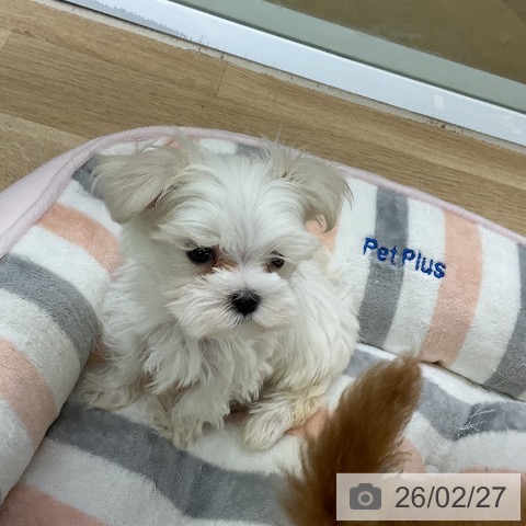 愛知県のマルチーズ (ペットプラス mozoワンダーシティ店/2025年12月24日生まれ/男の子/ホワイト)の子犬の3枚目の画像