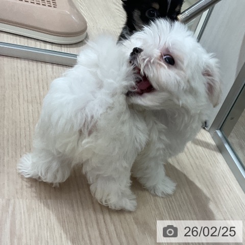 愛知県のマルチーズ (ペットプラス イオンモール長久手店/2025年12月24日生まれ/男の子/ホワイト)の子犬の3枚目の画像