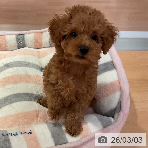 愛知県のトイプードル(トイ) (ペットプラス 名古屋茶屋店/2025年12月24日生まれ/女の子/アプリコット)の子犬の4枚目の画像