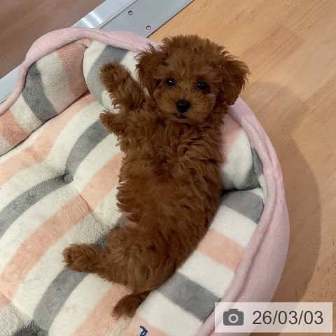 愛知県のトイプードル(トイ) (ペットプラス 名古屋茶屋店/2025年12月24日生まれ/女の子/アプリコット)の子犬の3枚目の画像