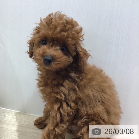 福岡県のトイプードル(トイ) (ペットプラス 春日店/2025年12月22日生まれ/男の子/レッド)の子犬の4枚目の画像