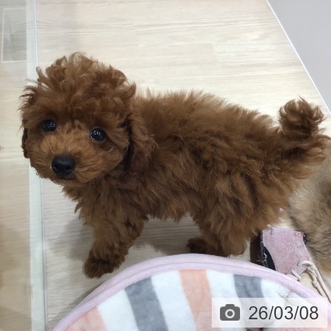 福岡県のトイプードル(トイ) (ペットプラス 春日店/2025年12月22日生まれ/男の子/レッド)の子犬の3枚目の画像