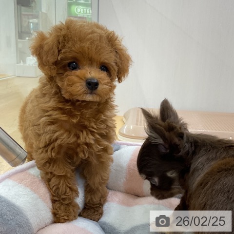 福岡県のトイプードル(トイ) (ペットプラス 福岡店/2025年12月22日生まれ/女の子/レッド)の子犬の4枚目の画像