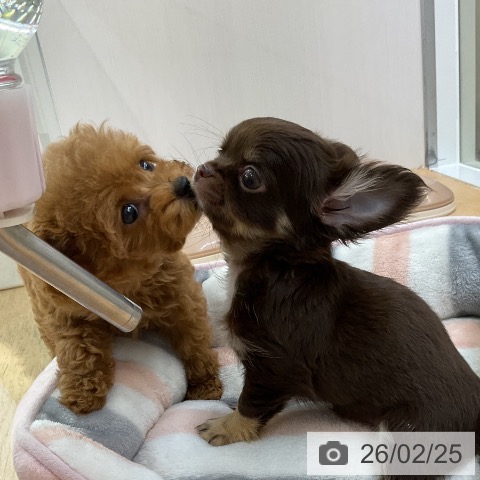 福岡県のトイプードル(トイ) (ペットプラス 福岡店/2025年12月22日生まれ/女の子/レッド)の子犬の3枚目の画像