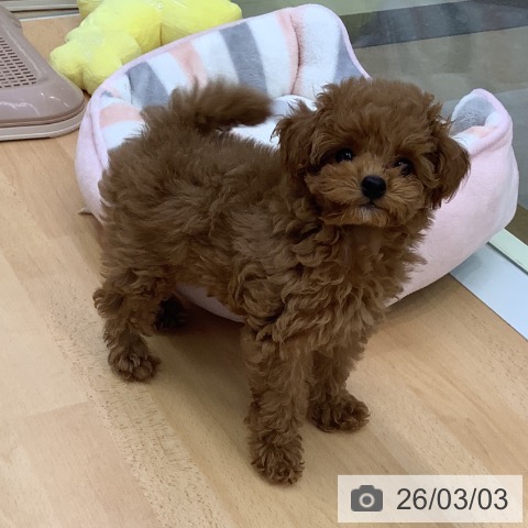 福岡県のトイプードル(トイ) (ペットプラス 福岡店/2025年12月22日生まれ/女の子/レッド)の子犬の3枚目の画像