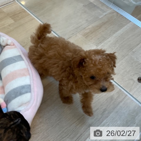 福岡県のトイプードル(トイ) (ペットプラス ららぽーと福岡店/2025年12月22日生まれ/女の子/レッド)の子犬の4枚目の画像