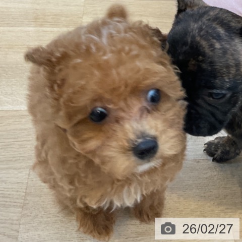 福岡県のトイプードル(トイ) (ペットプラス ららぽーと福岡店/2025年12月22日生まれ/女の子/レッド)の子犬の3枚目の画像