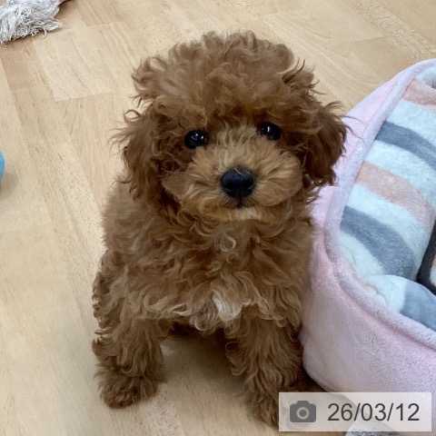 熊本県のトイプードル(トイ) (ペットプラス 熊本店/2025年12月22日生まれ/女の子/レッド)の子犬の3枚目の画像