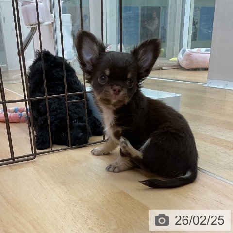 福岡県のチワワ(ロング) (ペットプラス 福岡店/2025年12月17日生まれ/女の子/チョコレートタン)の子犬の4枚目の画像