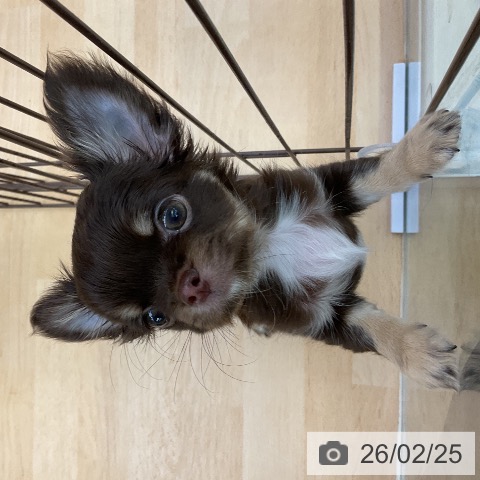 福岡県のチワワ(ロング) (ペットプラス 福岡店/2025年12月17日生まれ/女の子/チョコレートタン)の子犬の3枚目の画像