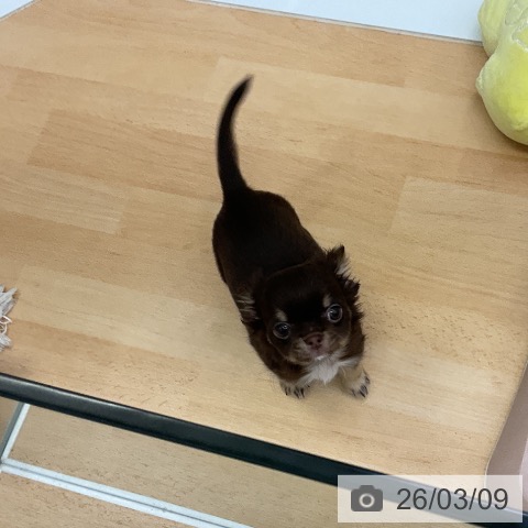 福岡県のチワワ(ロング) (ペットプラス 福岡店/2025年12月17日生まれ/女の子/チョコレートタン)の子犬の4枚目の画像