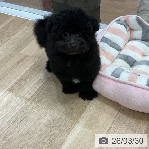 福岡県のトイプードル(トイ) (ペットプラス 香椎浜店/2025年12月25日生まれ/男の子/ブラック)の子犬の4枚目の画像