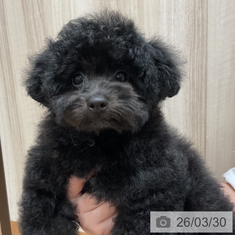 福岡県のトイプードル(トイ) (ペットプラス 香椎浜店/2025年12月25日生まれ/男の子/ブラック)の子犬の3枚目の画像