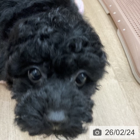 福岡県のトイプードル(トイ) (ペットプラス 八幡東店/2025年12月25日生まれ/男の子/ブラック)の子犬の4枚目の画像