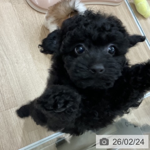福岡県のトイプードル(トイ) (ペットプラス 八幡東店/2025年12月25日生まれ/男の子/ブラック)の子犬の3枚目の画像