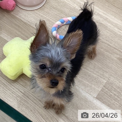 ヨークシャー・テリアの写真