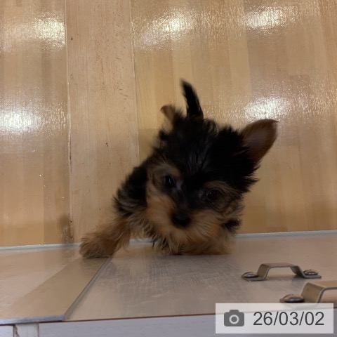 ヨークシャー・テリアの写真