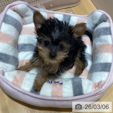 埼玉県のヨークシャーテリア (ペットプラス 与野店/2025年12月26日生まれ/男の子/スチールブルータン)の子犬の4枚目の画像