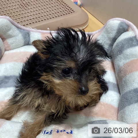 埼玉県のヨークシャーテリア (ペットプラス 与野店/2025年12月26日生まれ/男の子/スチールブルータン)の子犬の3枚目の画像