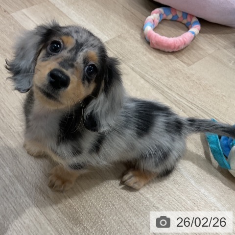 福岡県のミニチュアダックスフンド(ロング) (ペットプラス 八幡東店/2025年12月25日生まれ/男の子/シルバーダップル)の子犬の3枚目の画像