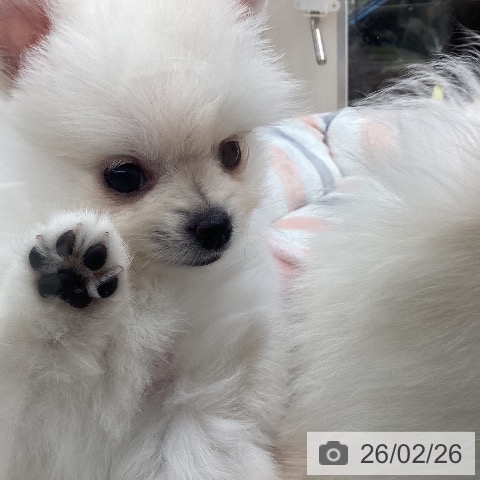 石川県のポメラニアン (ペットプラス 白山店/2025年12月26日生まれ/男の子/クリーム)の子犬の4枚目の画像