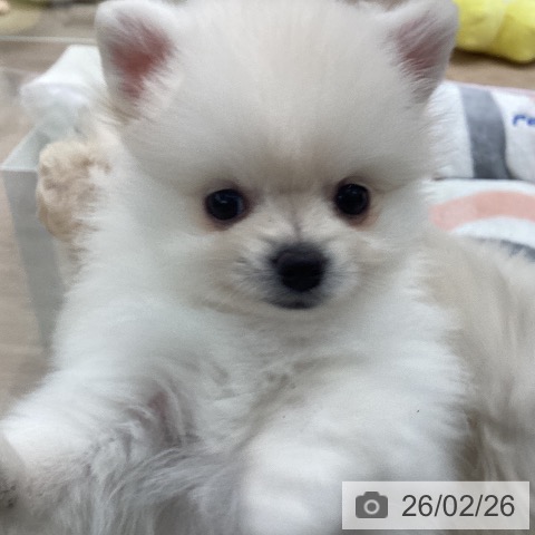 石川県のポメラニアン (ペットプラス 白山店/2025年12月26日生まれ/男の子/クリーム)の子犬の3枚目の画像