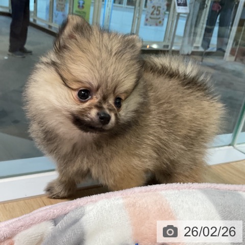 ポメラニアンの写真