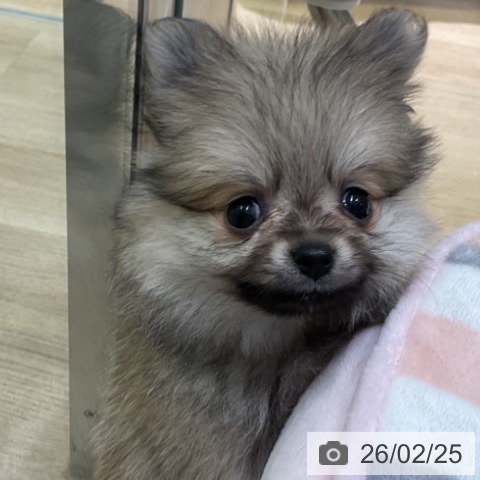 ポメラニアンの写真