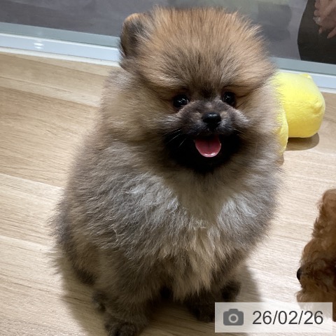 ポメラニアンの写真
