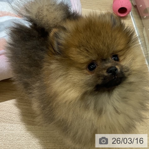 愛知県のポメラニアン (ペットプラス イオンモール豊川店/2025年12月26日生まれ/男の子/オレンジセーブル)の子犬の4枚目の画像