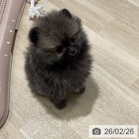 ポメラニアンの写真