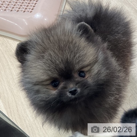 ポメラニアンの写真