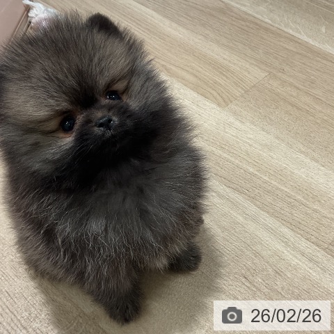 ポメラニアンの写真