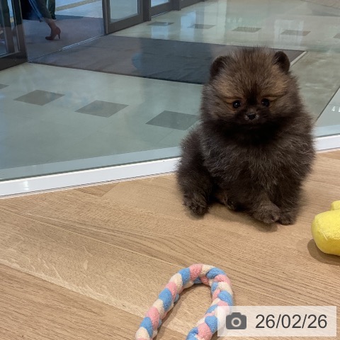 ポメラニアンの写真
