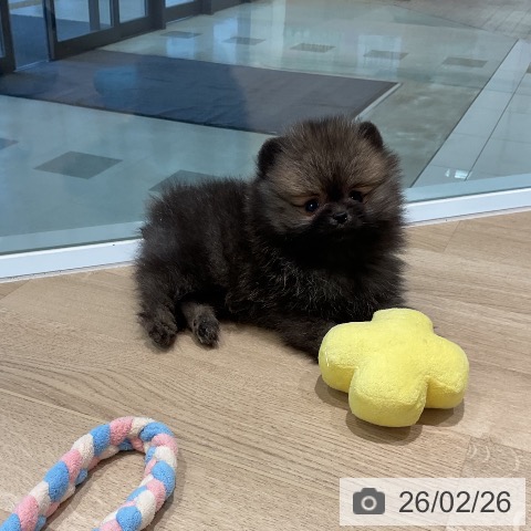 ポメラニアンの写真