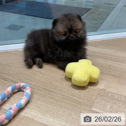 ポメラニアンの写真