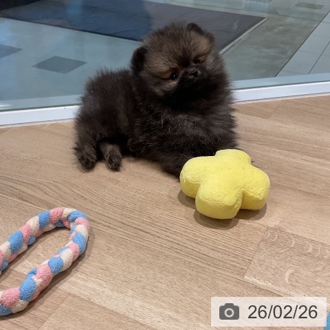 ポメラニアンの写真